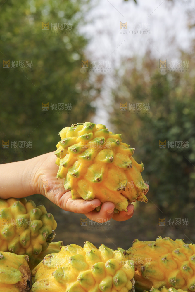 手里拿着燕窝果