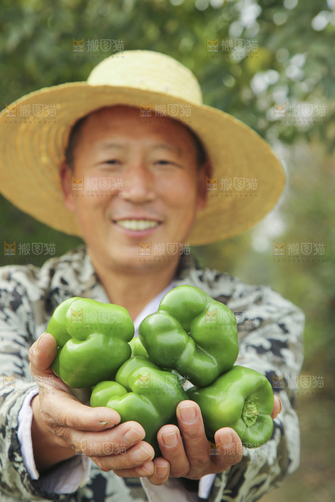手里拿着新鲜青圆椒