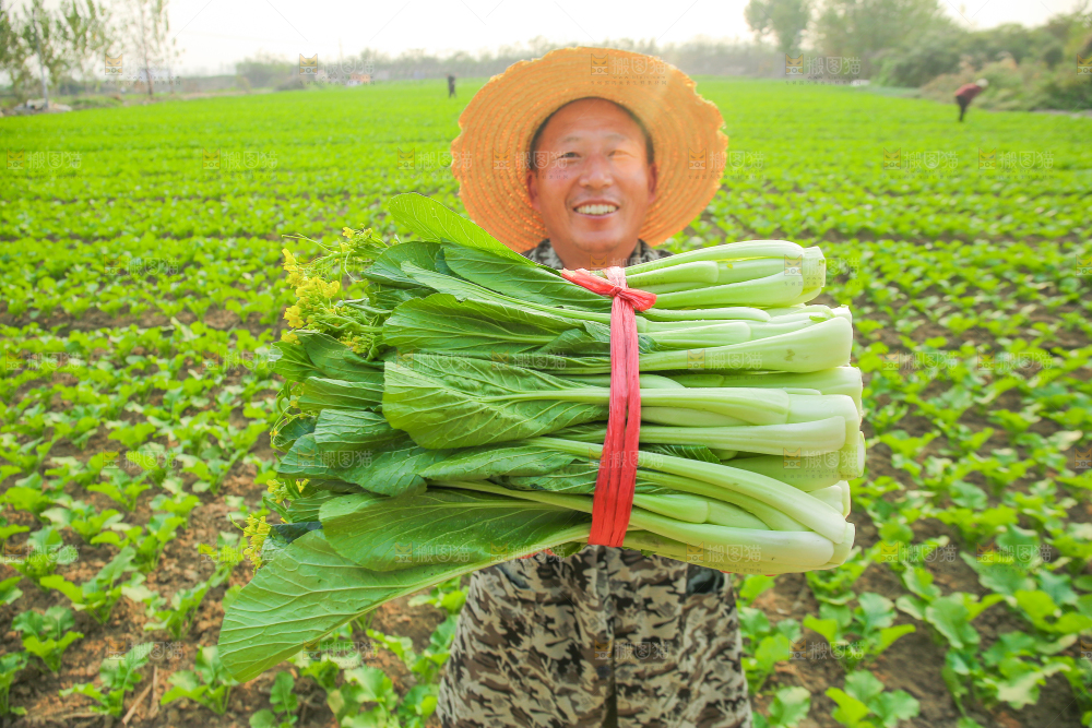 手里拿着广东菜心