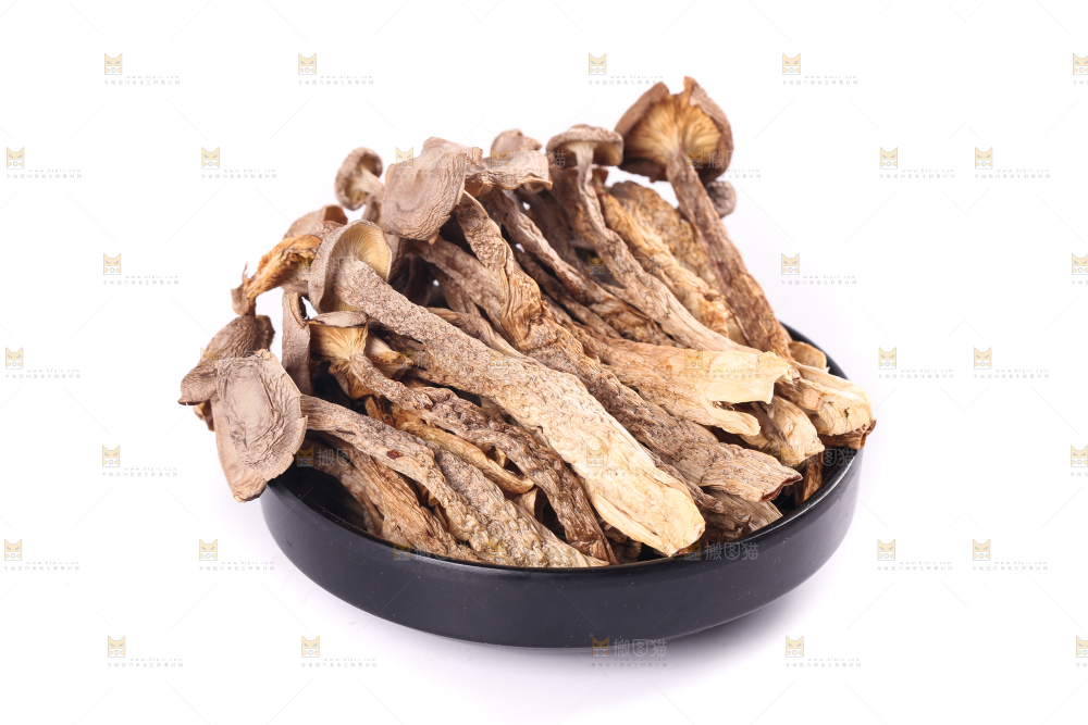 白底上的鹿茸菇