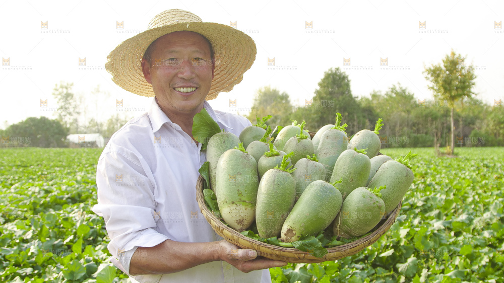地里的沙窝萝卜
