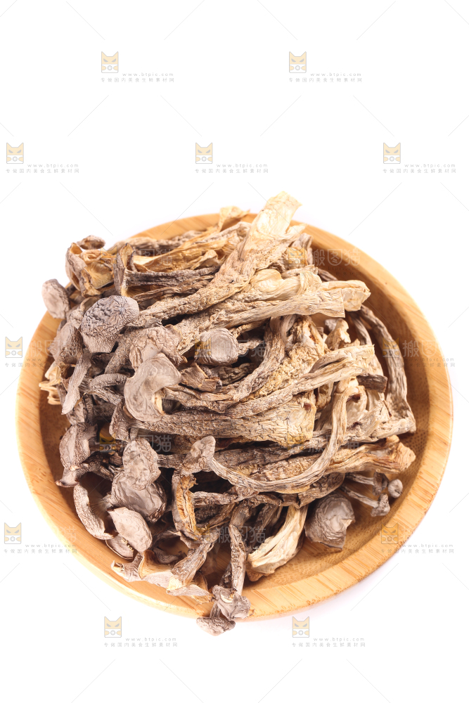 白底上的鹿茸菇