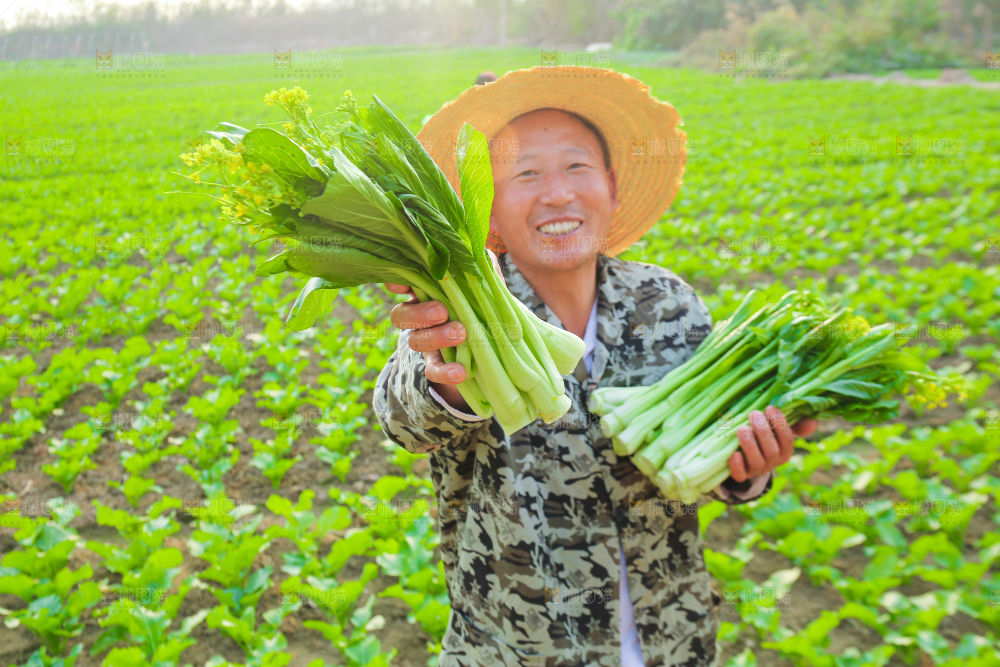 手里拿着广东菜心