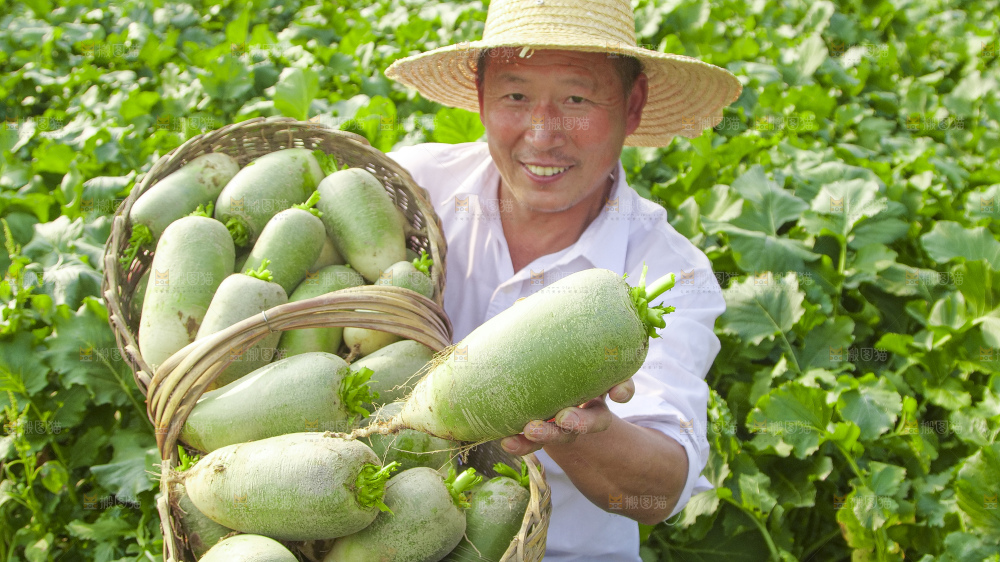 地里的沙窝萝卜