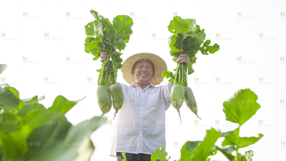 地里的沙窝萝卜