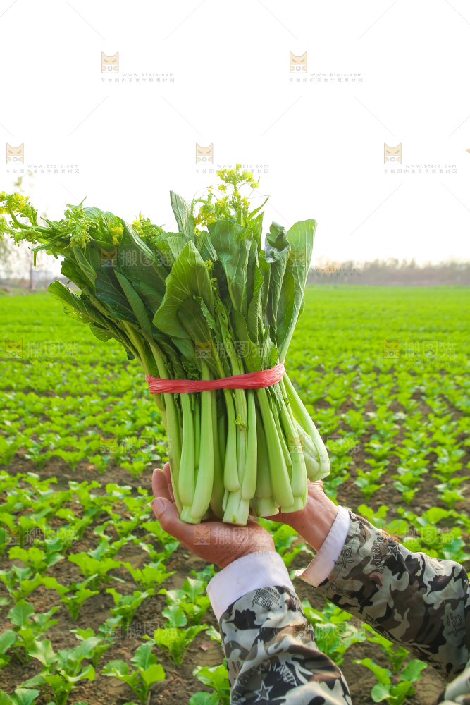 手里拿着广东菜心