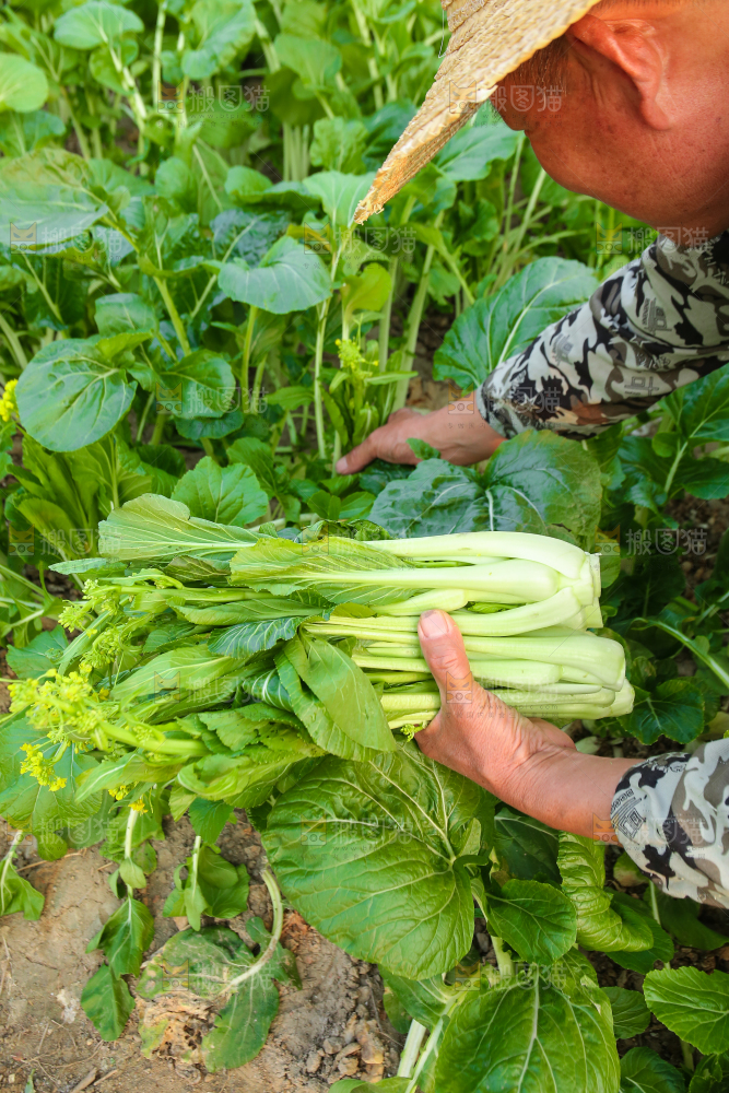 手里拿着广东菜心