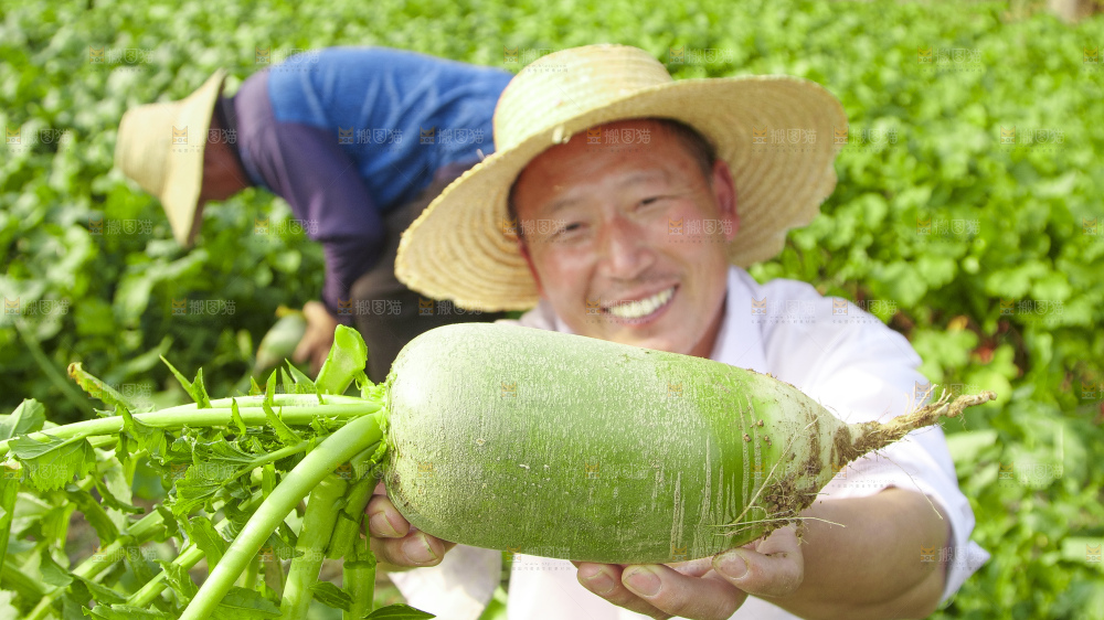 地里的沙窝萝卜