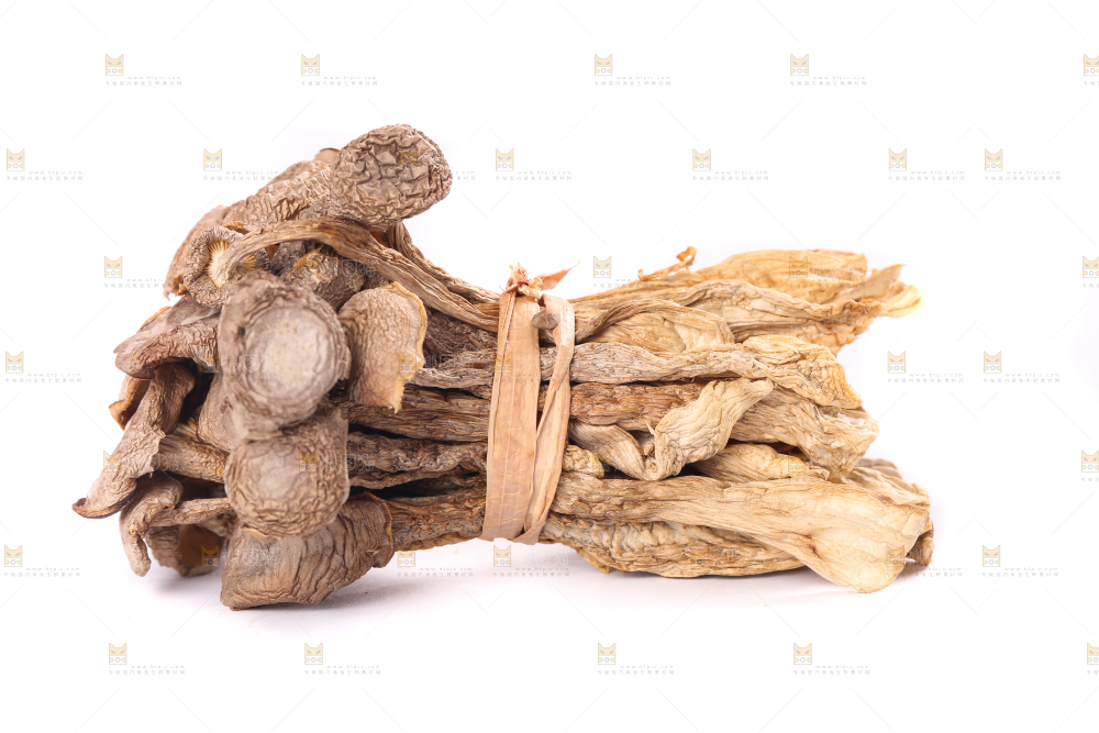 白底上的鹿茸菇