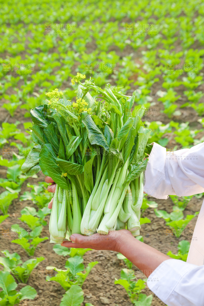 手里拿着广东菜心