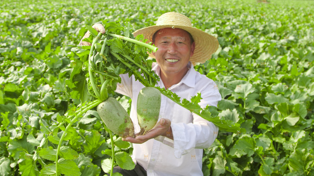地里的沙窝萝卜