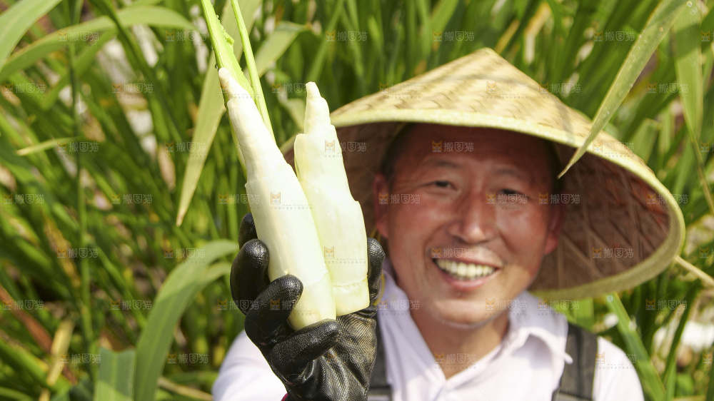 手里拿着新鲜茭白