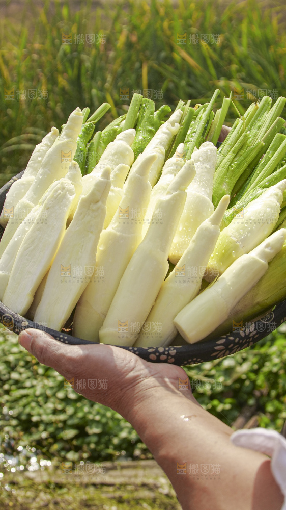 手里拿着新鲜茭白
