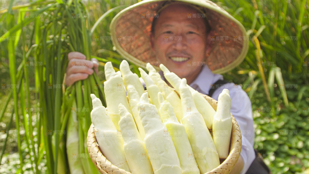 手里拿着新鲜茭白