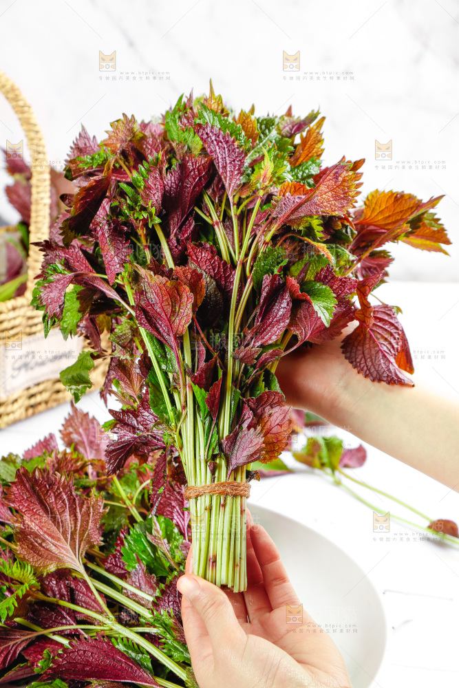 浅底上的紫苏叶