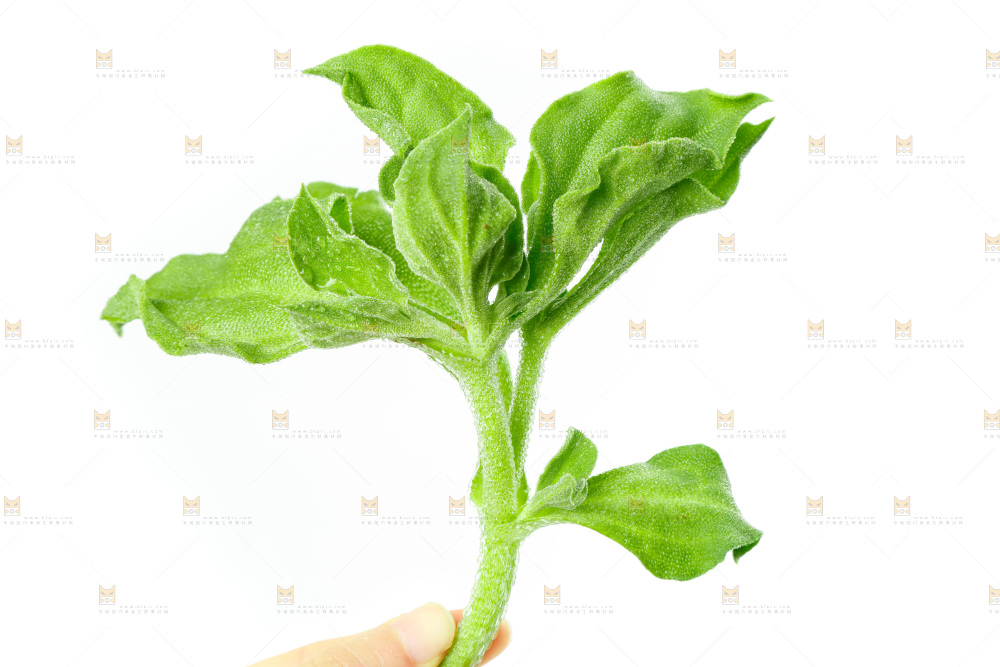 白底上的冰草