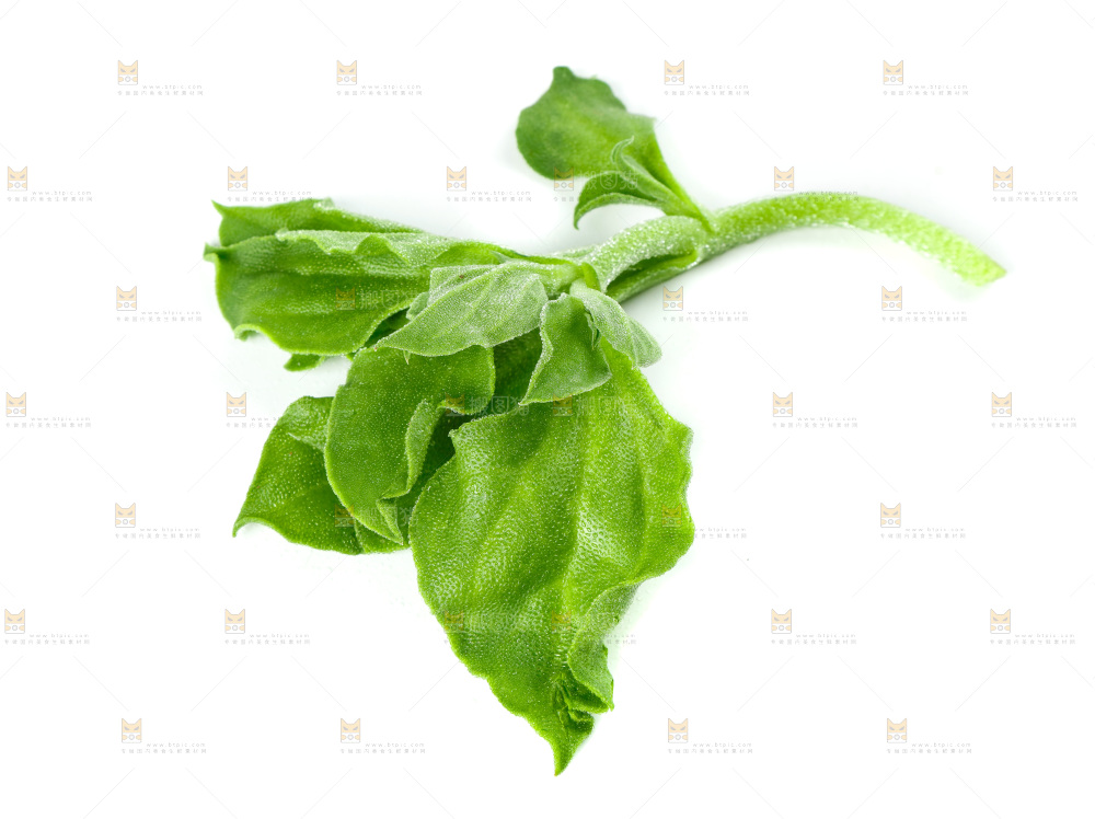 白底上的冰草