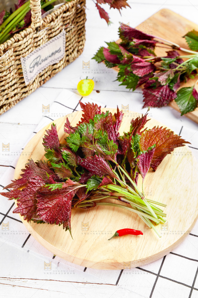 浅底上的紫苏叶