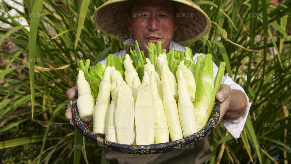 手里拿着新鲜茭白