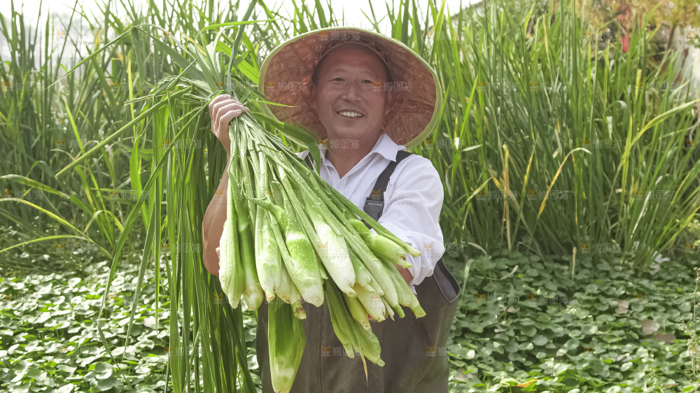 手里拿着新鲜茭白