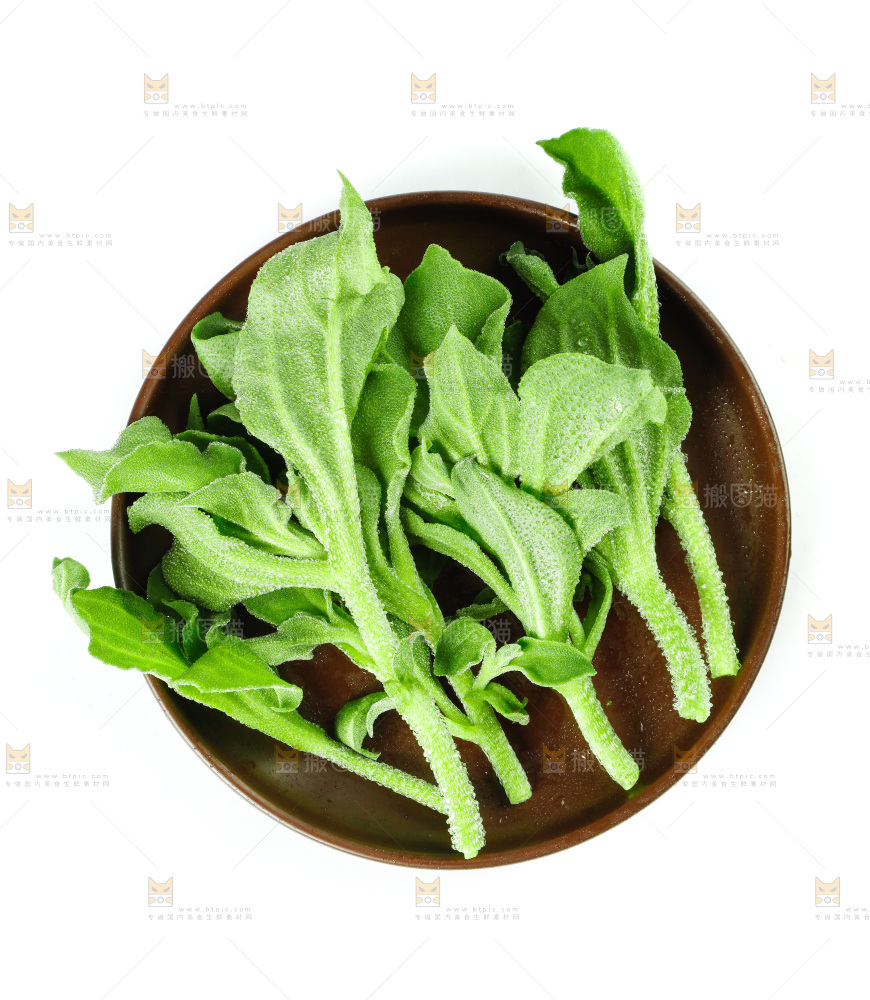白底上的冰草