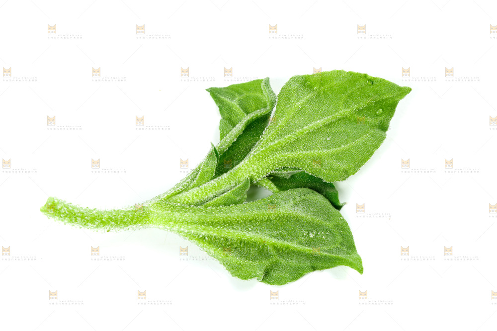 白底上的冰草