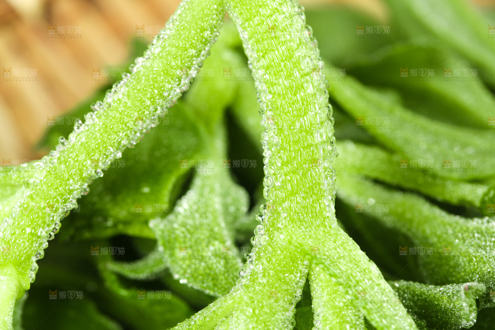 深底上的冰草