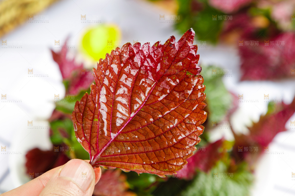 浅底上的紫苏叶
