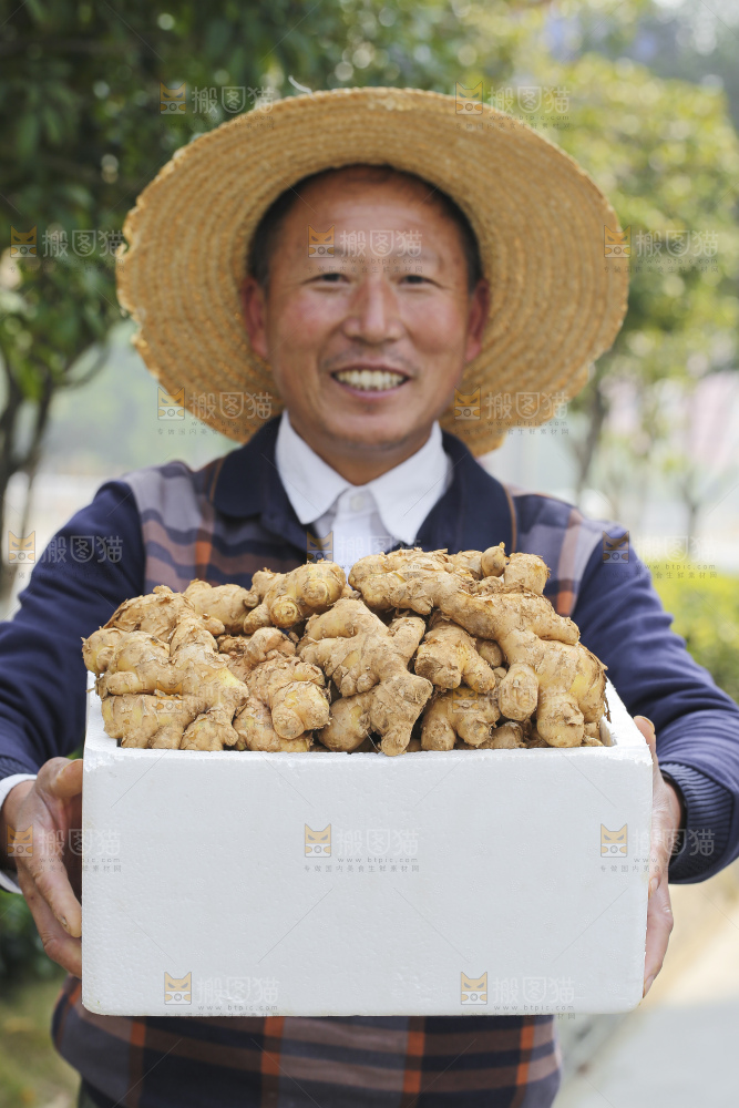 手里拿着新鲜生姜