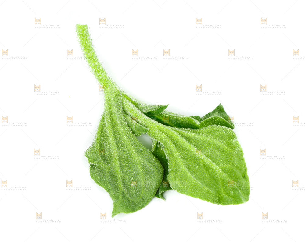 白底上的冰草