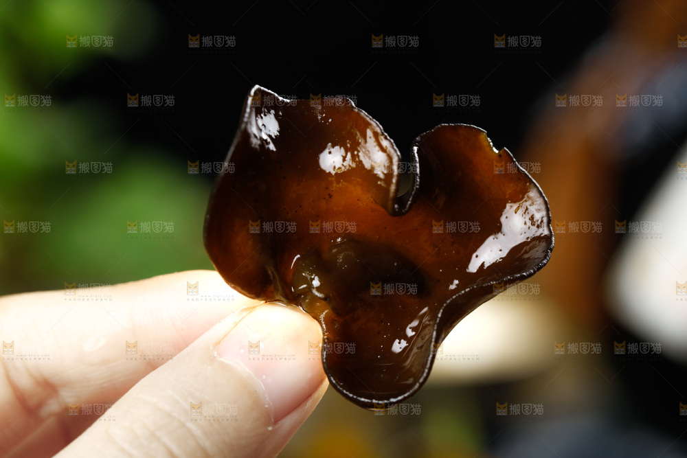手里拿着黑木耳
