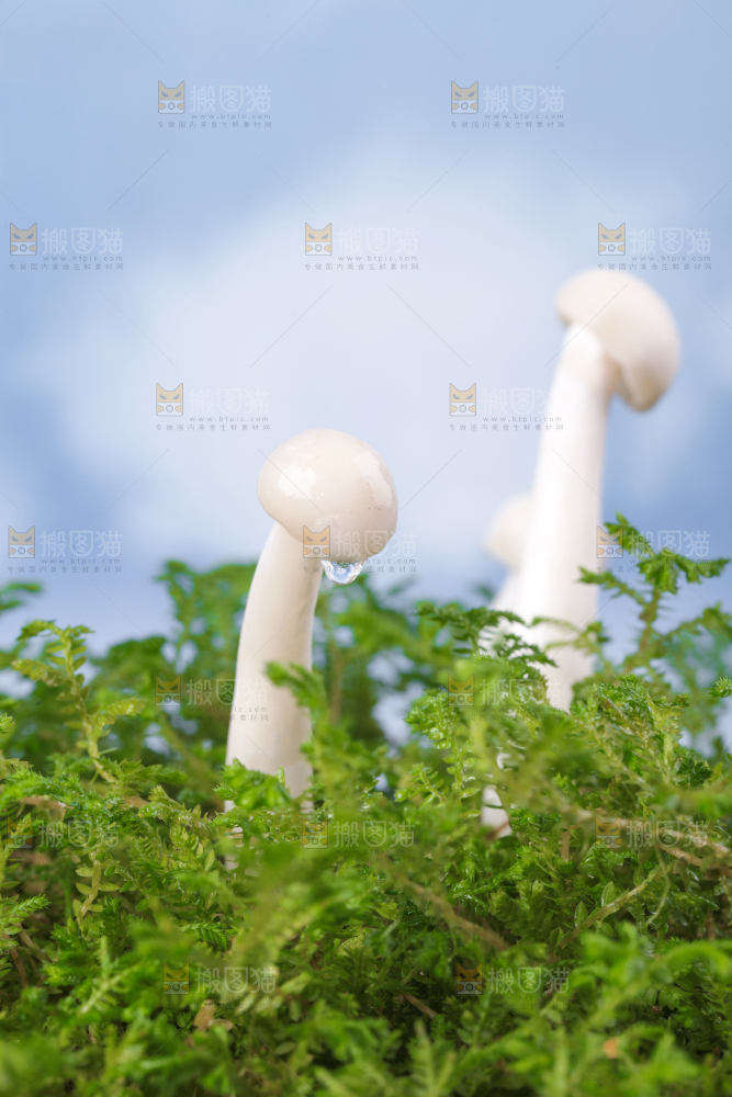 草地上的海鲜菇