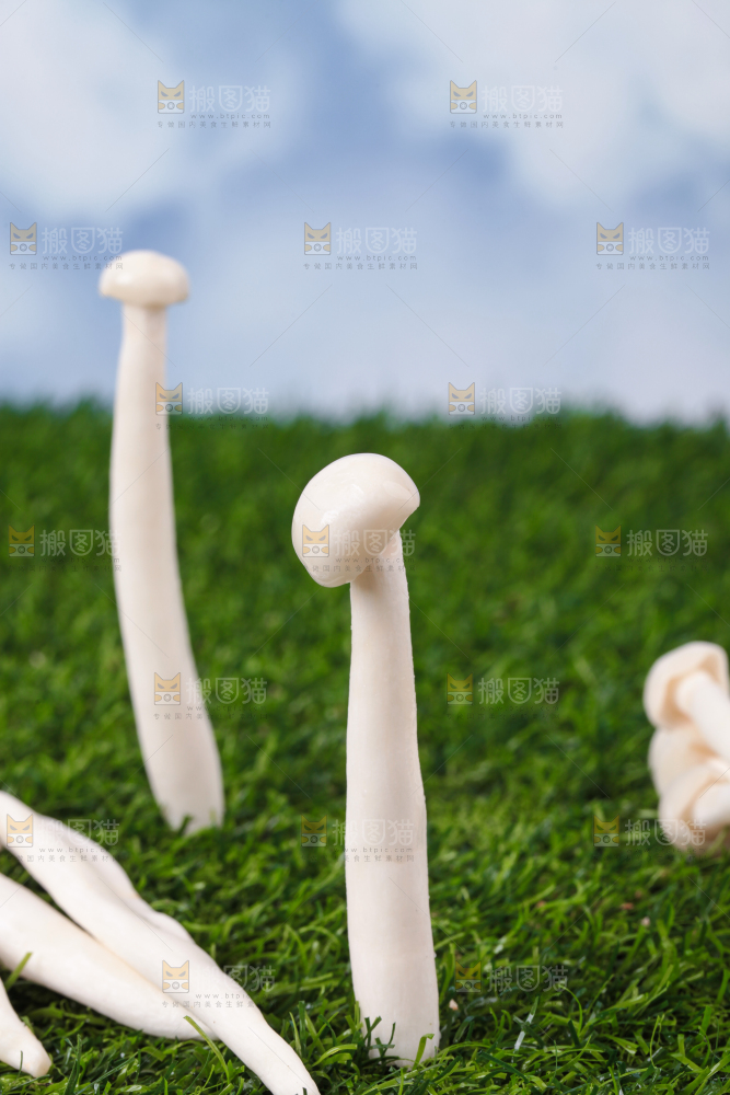 草地上的海鲜菇