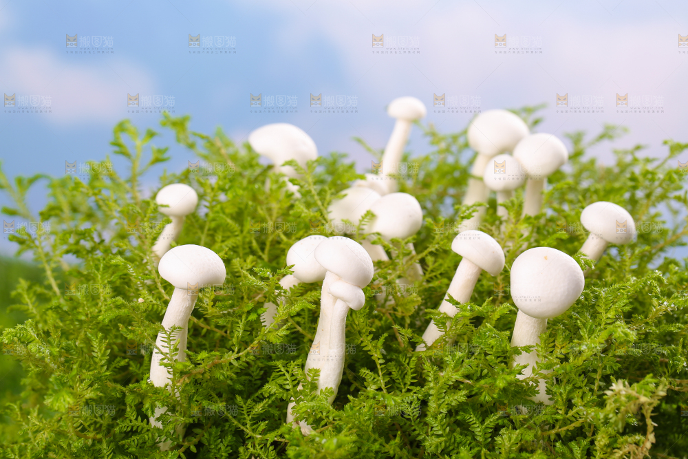 草地上的白玉菇