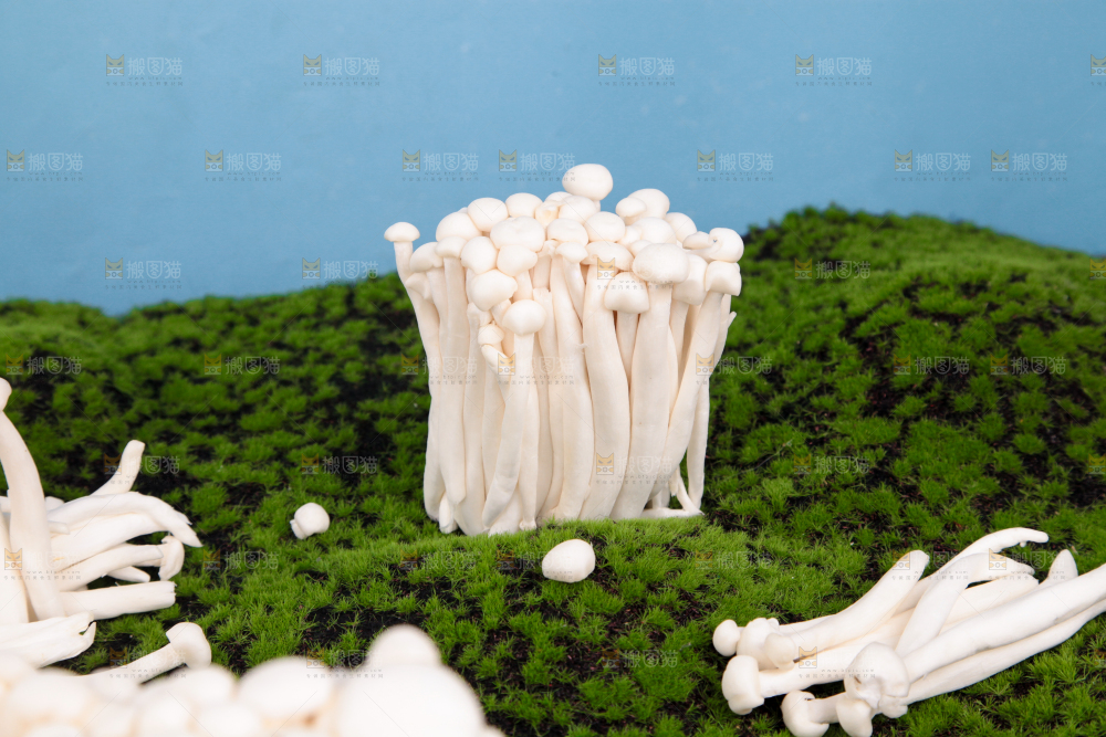 草地上的海鲜菇