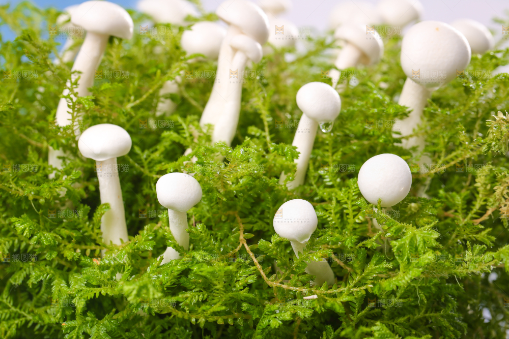 草地上的白玉菇