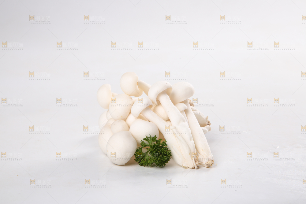 白底上的白玉菇