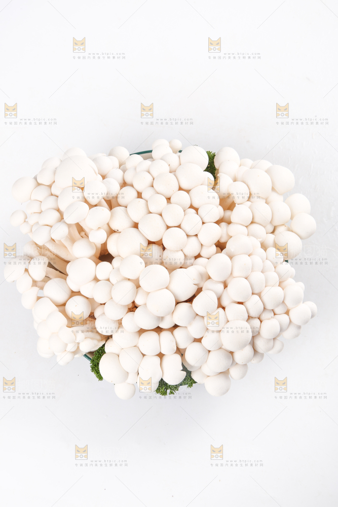 白底上的白玉菇