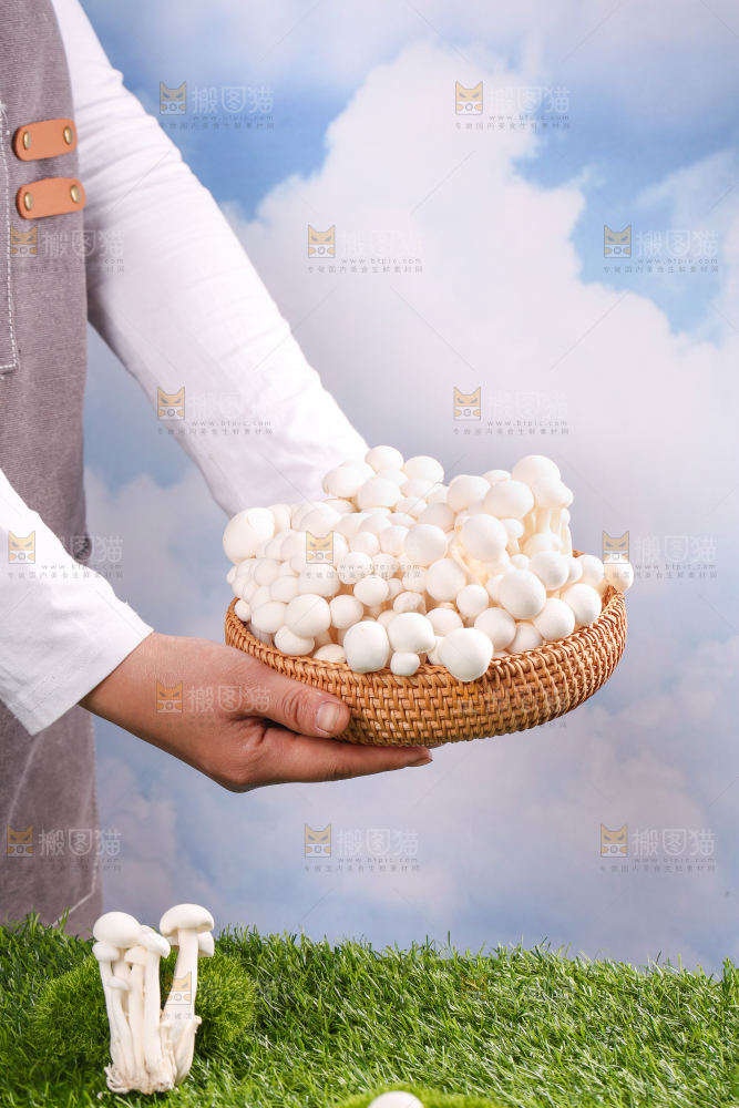 草地上的白玉菇