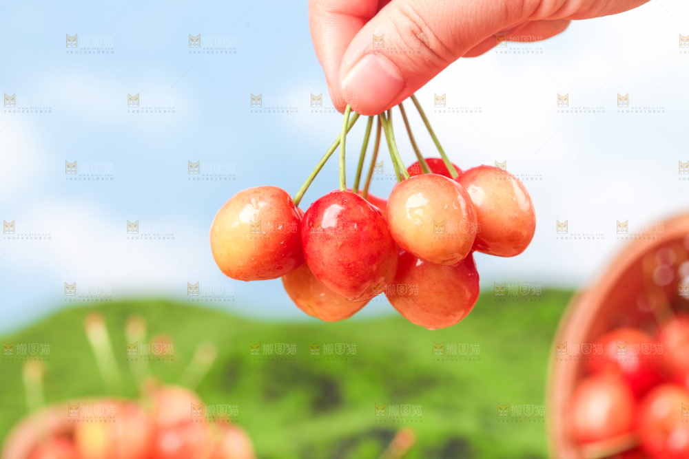 草地上的黄蜜樱桃