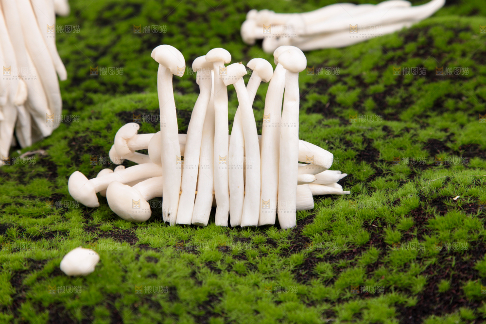 草地上的海鲜菇