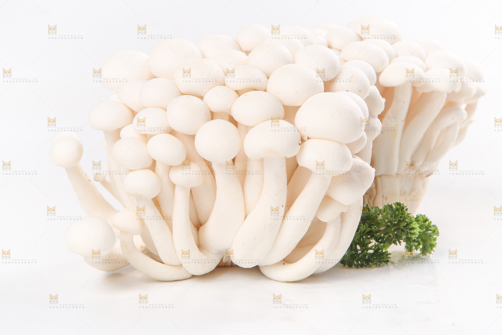 白底上的白玉菇