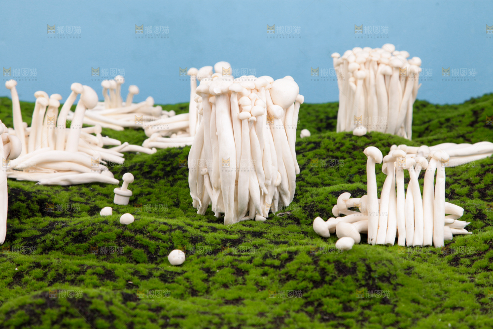 草地上的海鲜菇