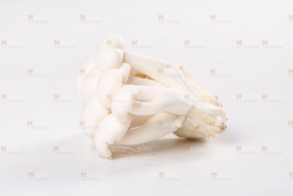 白底上的白玉菇