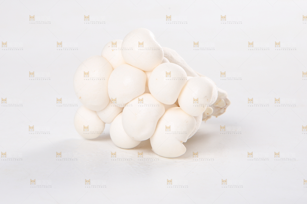 白底上的白玉菇