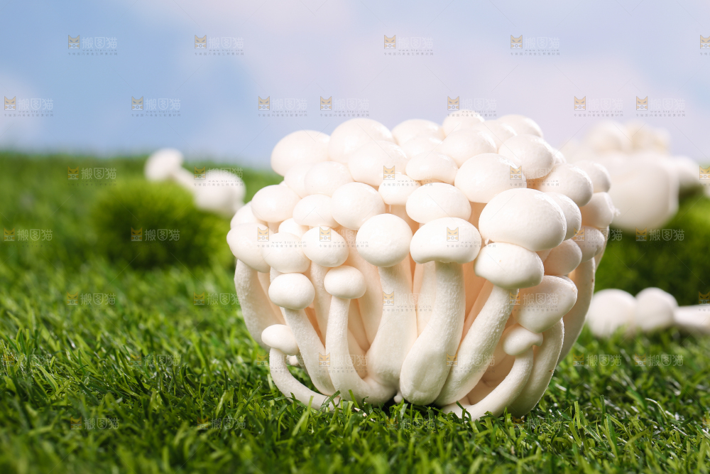 草地上的白玉菇