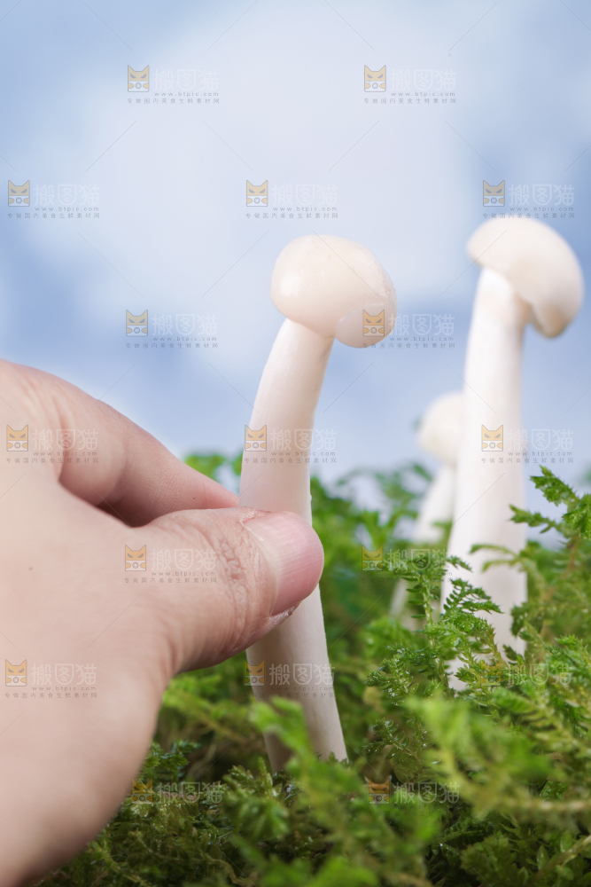 草地上的海鲜菇
