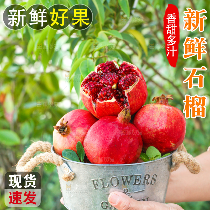 手上端着一桶突尼斯软籽石榴