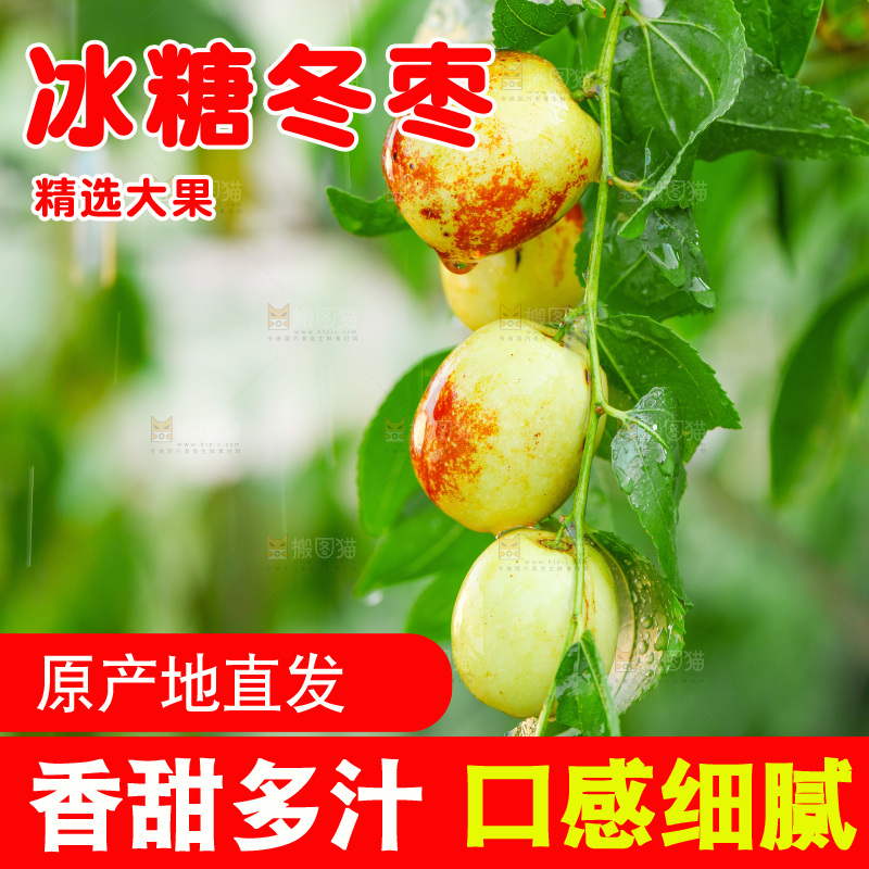 树枝上的新鲜冬枣