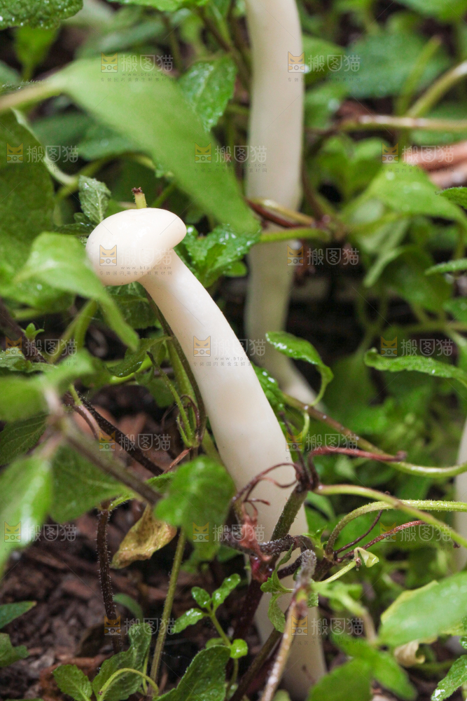 草地上的海鲜菇